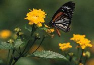 butterfly1